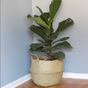 Flower Plant Pot Moroccan Basket For storage and decor ideas with handles to create bowl-style use it in living room or kitchen or bedroom