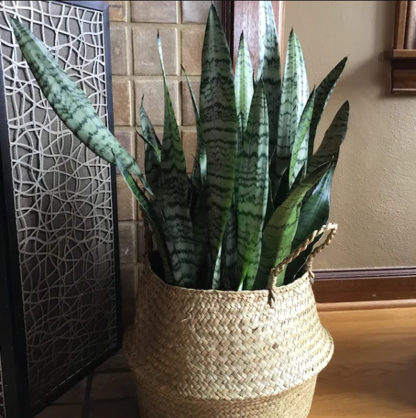 Flower Plant Pot Moroccan Basket For storage and decor ideas with handles to create bowl-style use it in living room or kitchen or bedroom