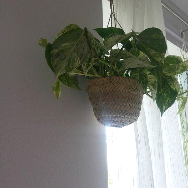 hanging Planter baskets by bringing the outside inside! It  made by Moroccan artisans from natural palm leaf The dimensions H12 cm x W18 cm